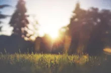 A nature scene