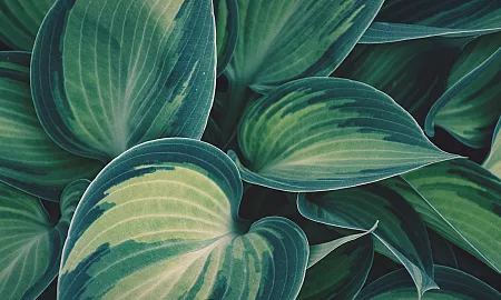 plant leaves